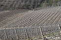 VBS_0835 - Corneliano d'Alba